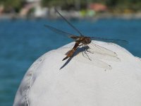 IMG 2512-vi