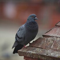Nepal_0006