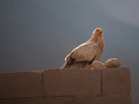 Yemen2009-46