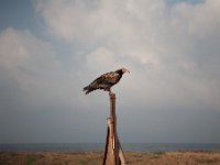 Yemen2009-47