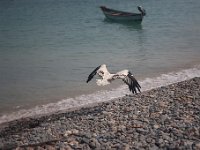 Yemen2009-65