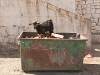 Yemen2009-90